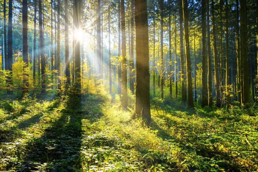 Sunlight filtering through trees
